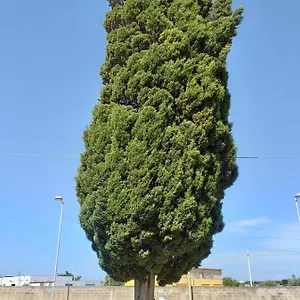 Bed and breakfast L'albero, Mazara del Vallo